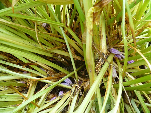 A close up Hosta ‘Pilgrim’ showing symptoms of Crown Rot. The Sclerotia are present.