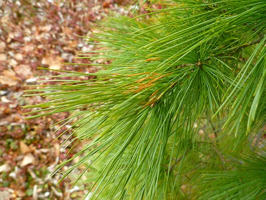 White Pine showing winter injury