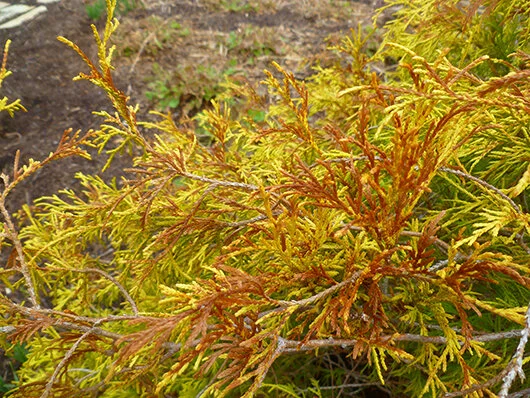 Golden Mop False Cypress, an evergreen at Minnetrista, doesn’t like to be in high winds, which leads to winter injury every year.