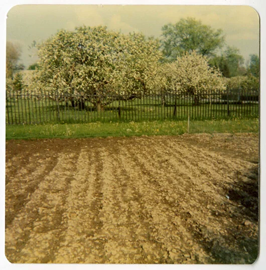 Minnetrista Orchard, ca. 1973