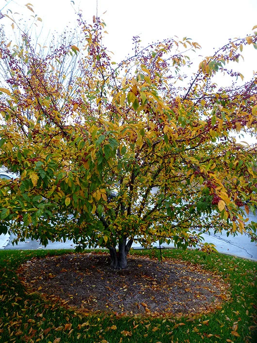 A redbud crabapple with bright red berries.