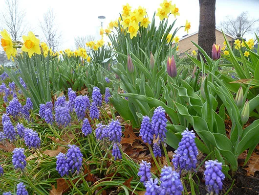 Grape hyacinth, daffodils, and 'Gavota' tulips in the Four Seasons Garden at Minnetrista.