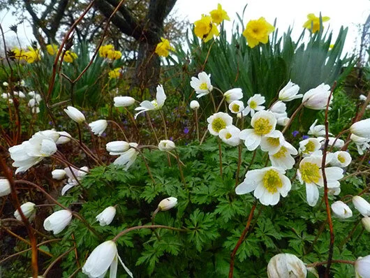 Windflower blooms with daffodils.