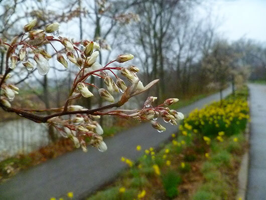 Serviceberry buds on a rainy morning along the Boulevard at Minnetrista.
