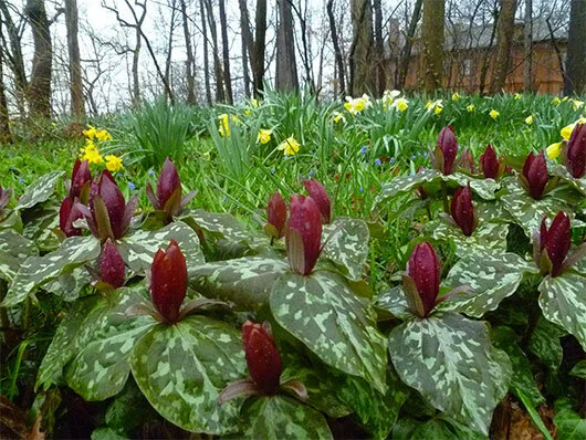 Red trillium in the Formal Garden