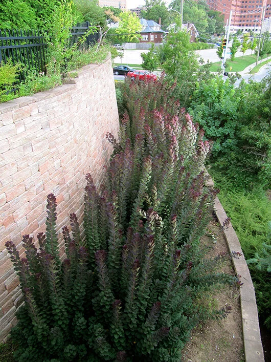 Coppiced smoke bushes from above, at the Cinncinnati Zoo.