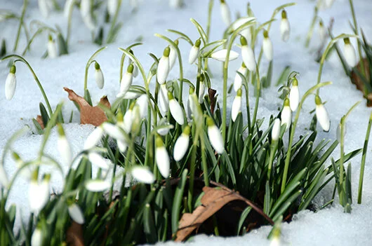 Snowdrop