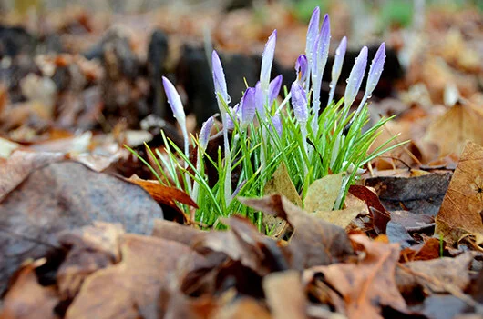 Crocus