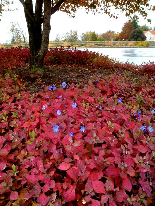 Leadwort, also known as plumbago, at Minnetrista.