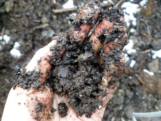 Soil is the foundation of your garden.