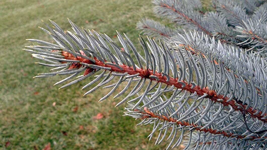 Identify spruce by its four-sided needles.