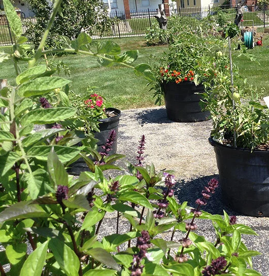 orchardgarden2.jpg