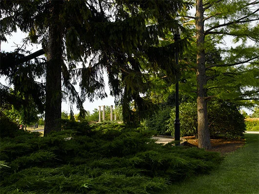 treeblog.jpg