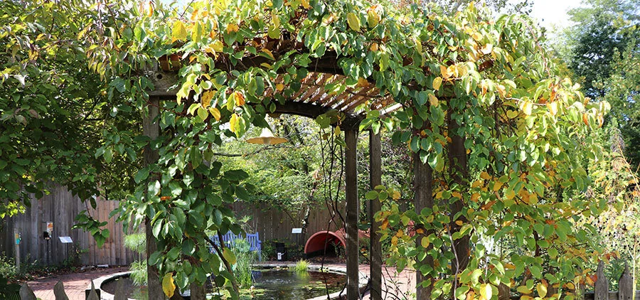 The arbor in Backyard Garden.