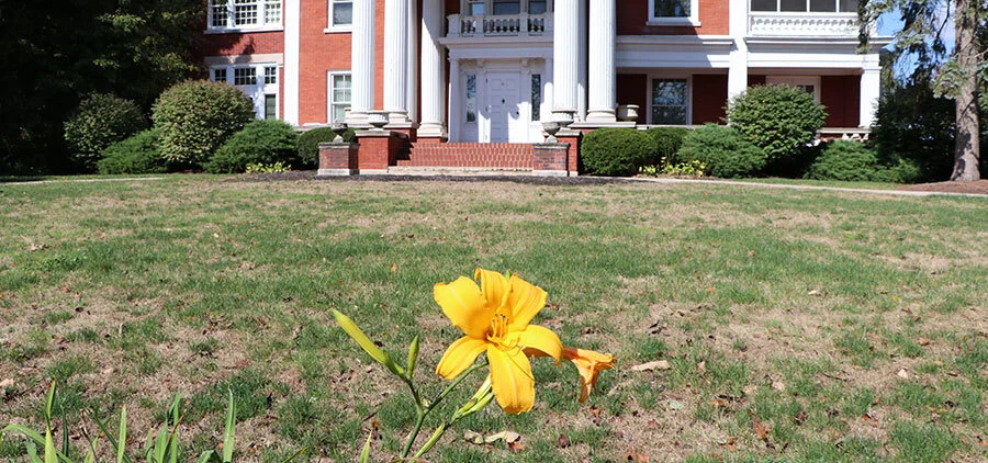 The last yellow lily in the front yard of Maplewood.