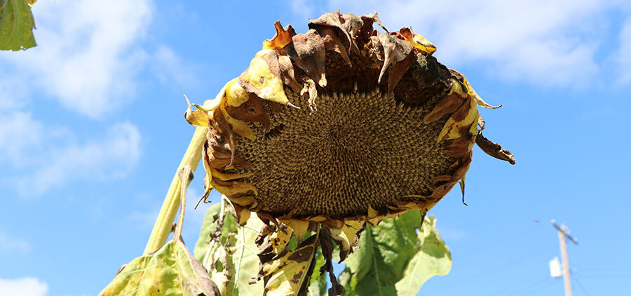 The remains of&nbsp; sunflowers in the Orchard Garden.