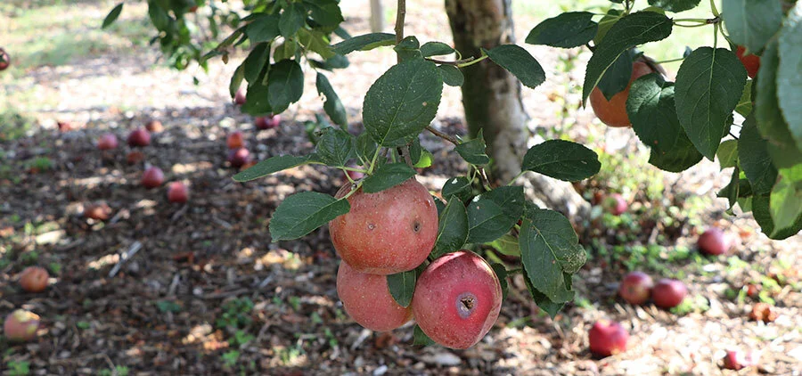 Ripe apples in the Apple Orchard.
