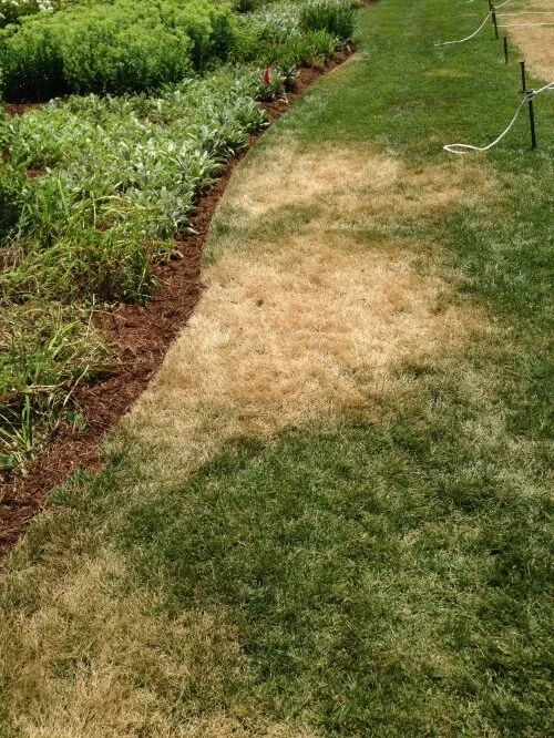 Insect repellent damage_med.jpg