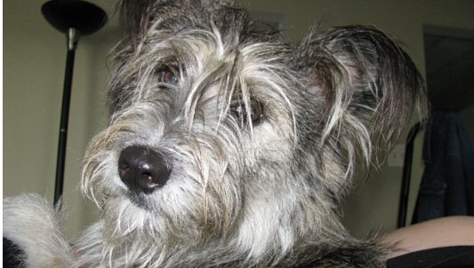 ashleys puppy 530.jpg