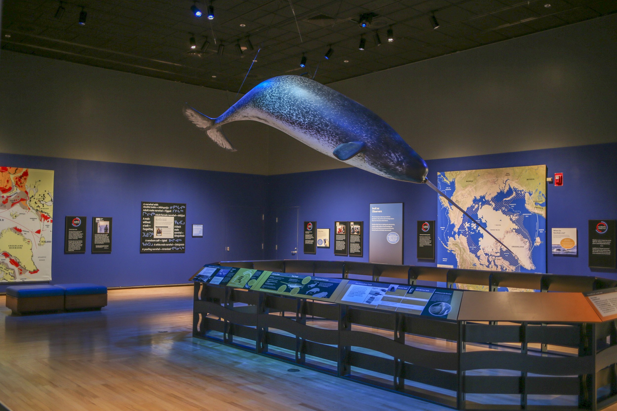 Explore the Enigmatic World of the “Unicorn of the Sea” at Minnetrista’s Newest Exhibition, Narwhal: Revealing an Arctic Legend