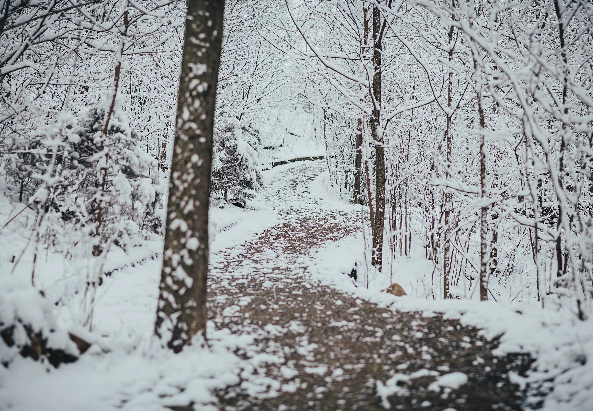 _DSC2707-Pano copy.jpg