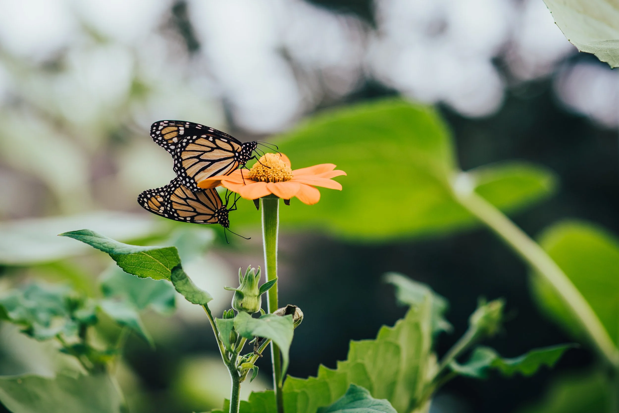Pollinator Week : Stained-Glass Wings Photo Op