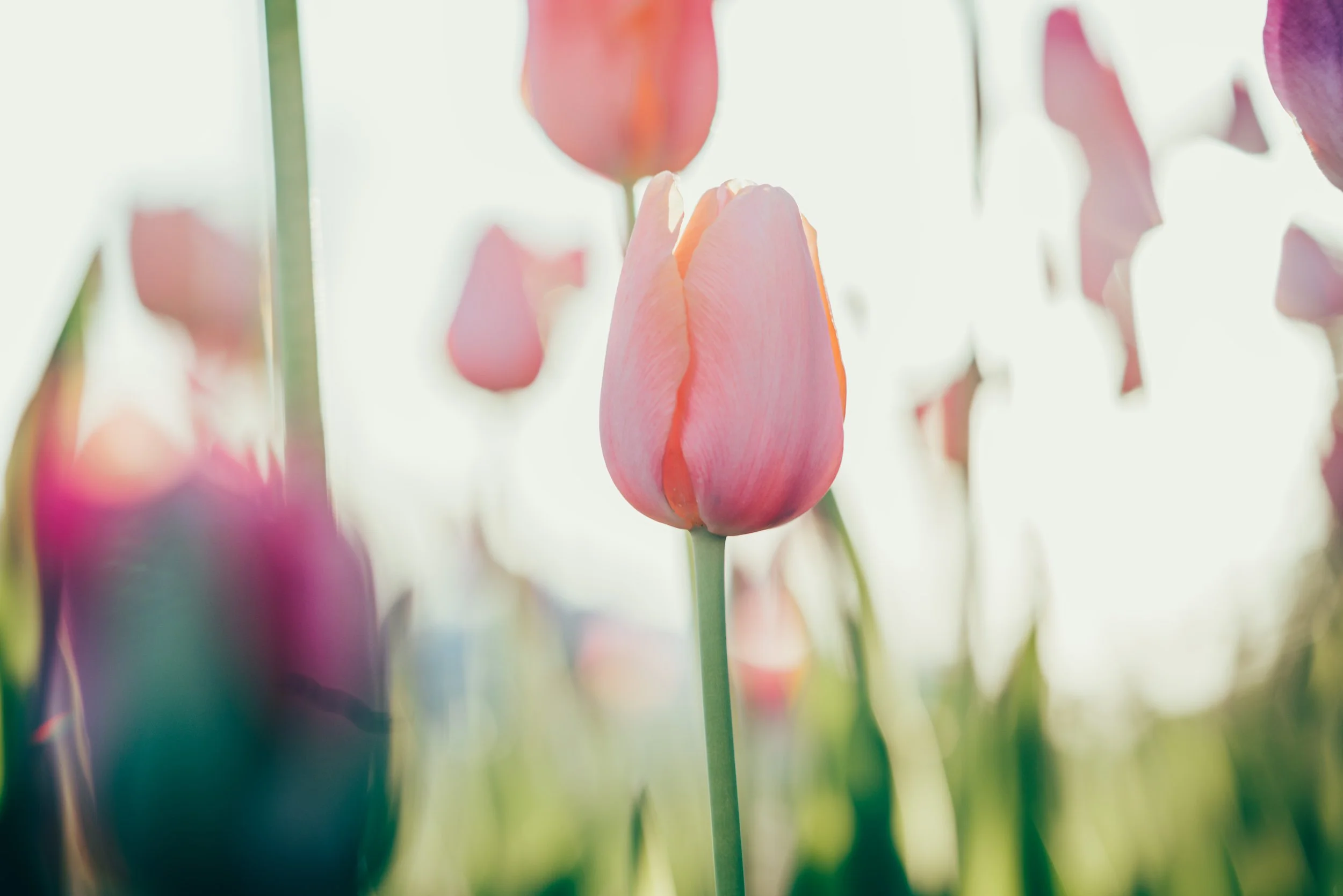 Show and Tell: Pollinator Friends