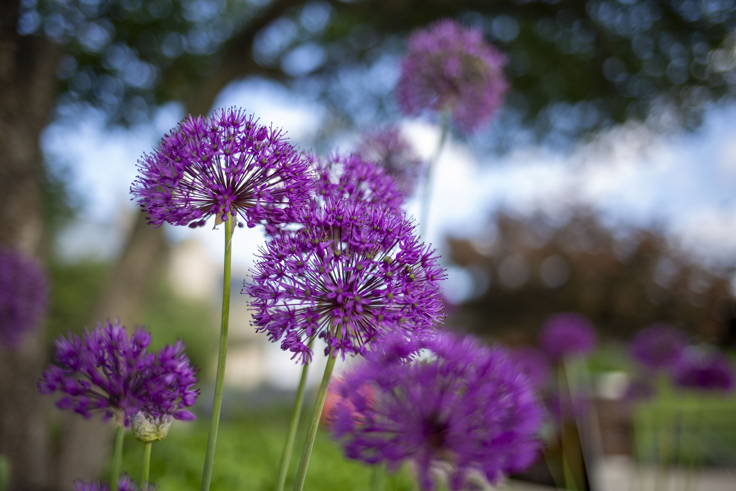 Annual Garden Horticulture Tour