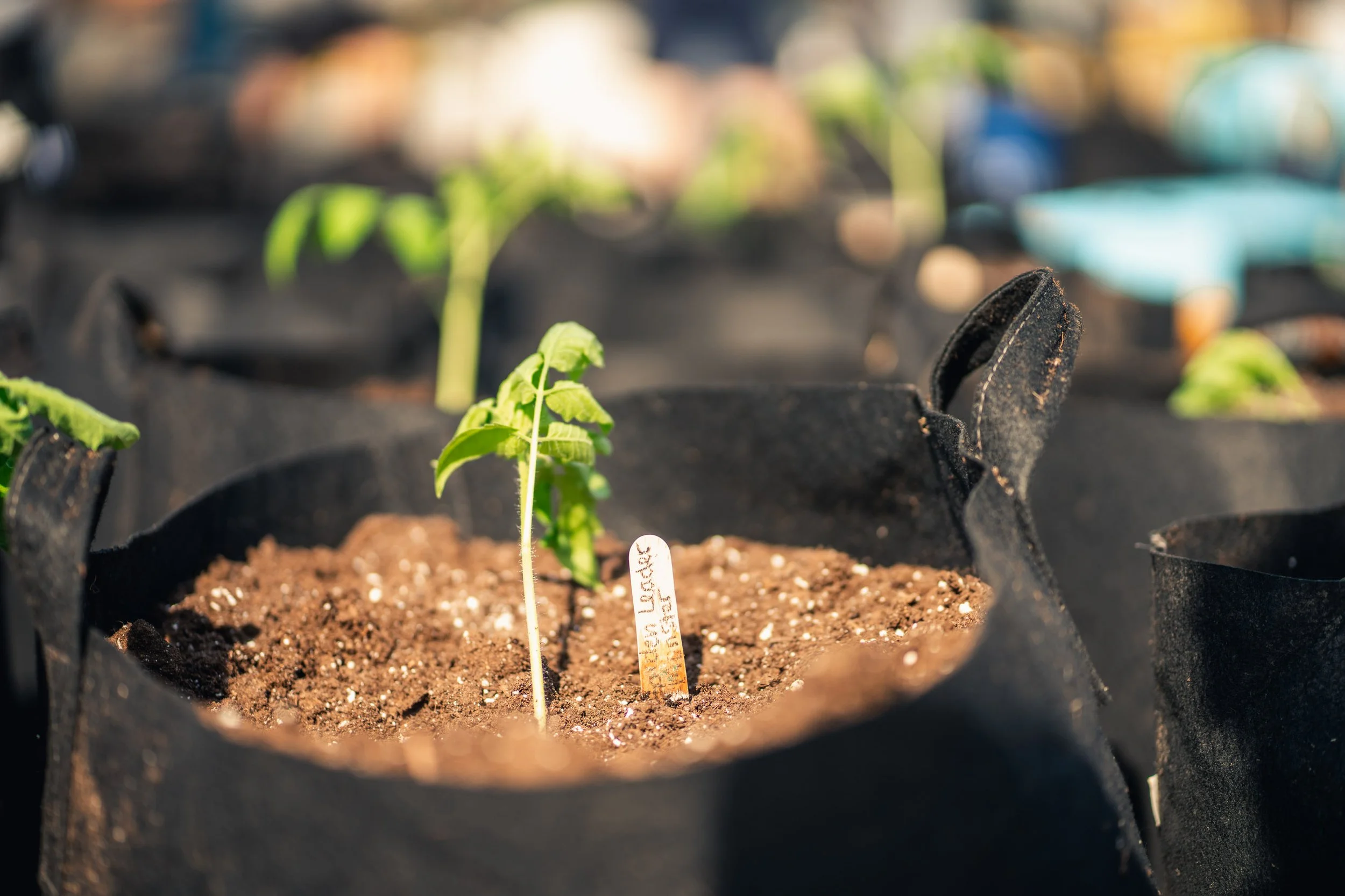 Minnetrista Makes: Seed Start &amp; Grow—Cold Crops