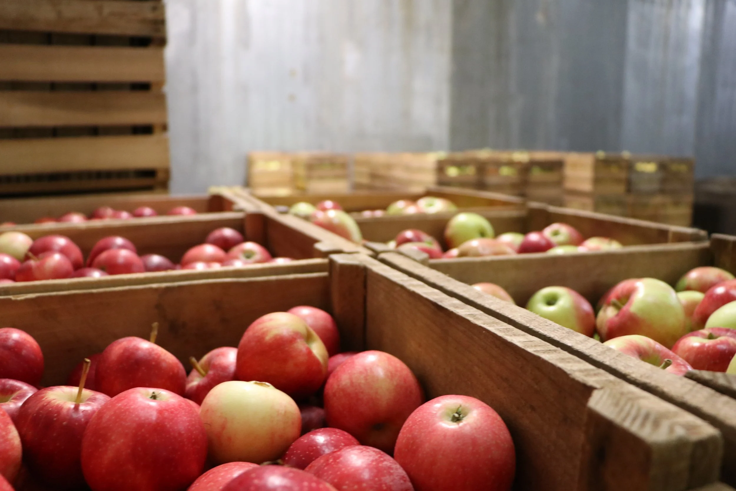 From Orchard to Bottle: How Fresh-Pressed Cider Comes to the Orchard Shop