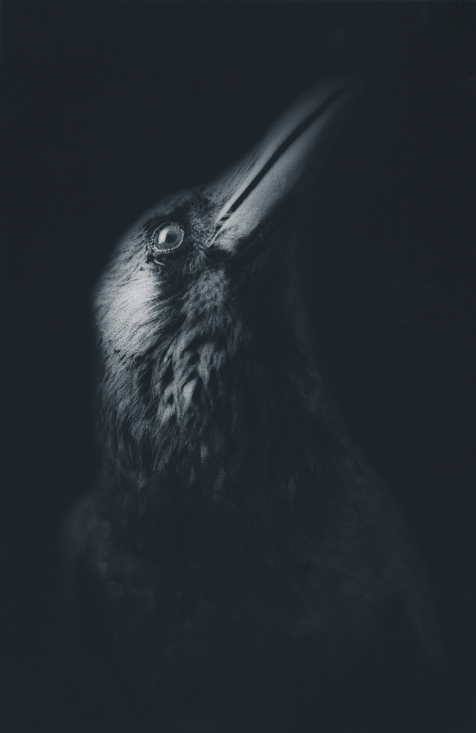 Crow Portrait