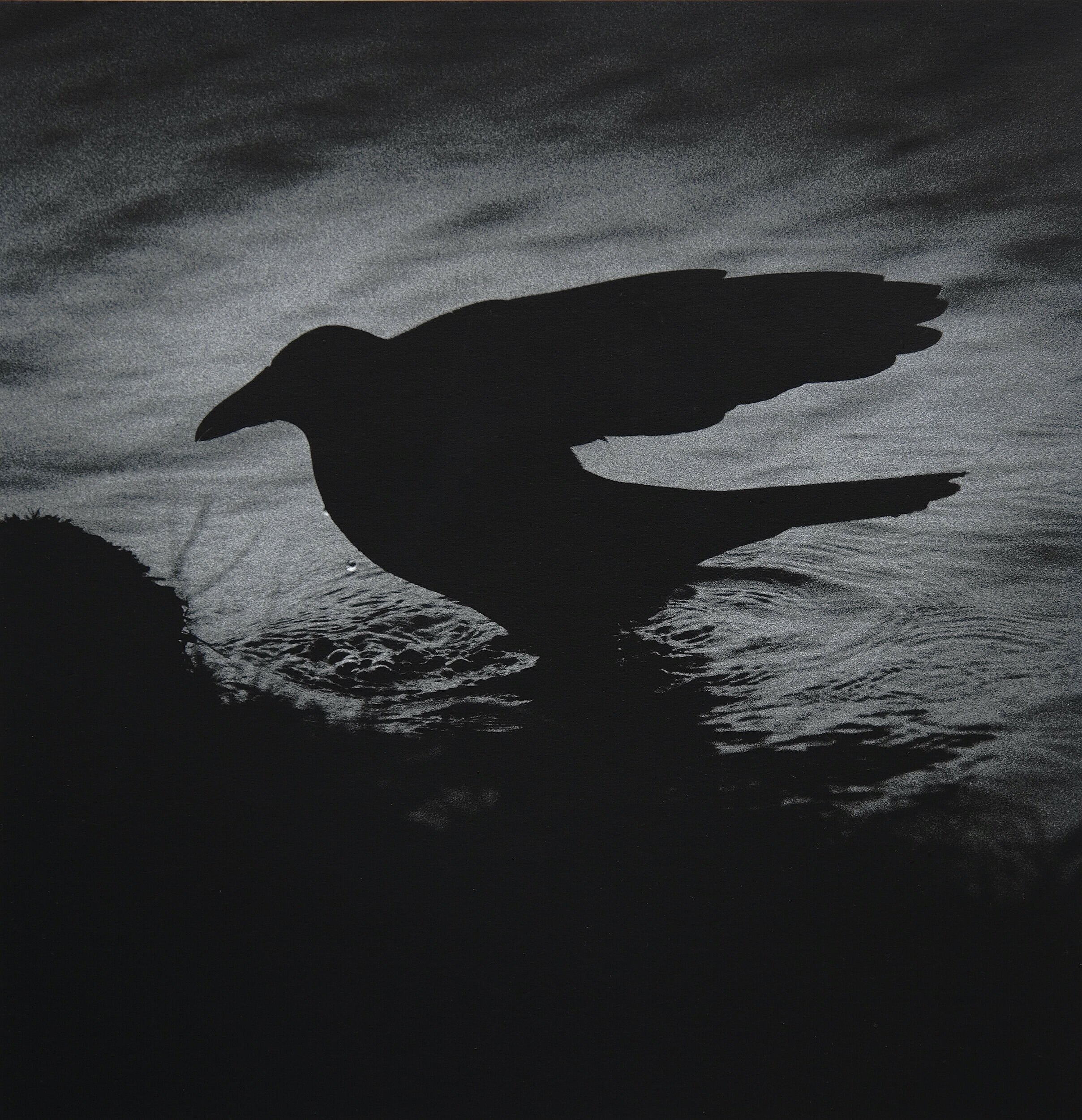Crow V