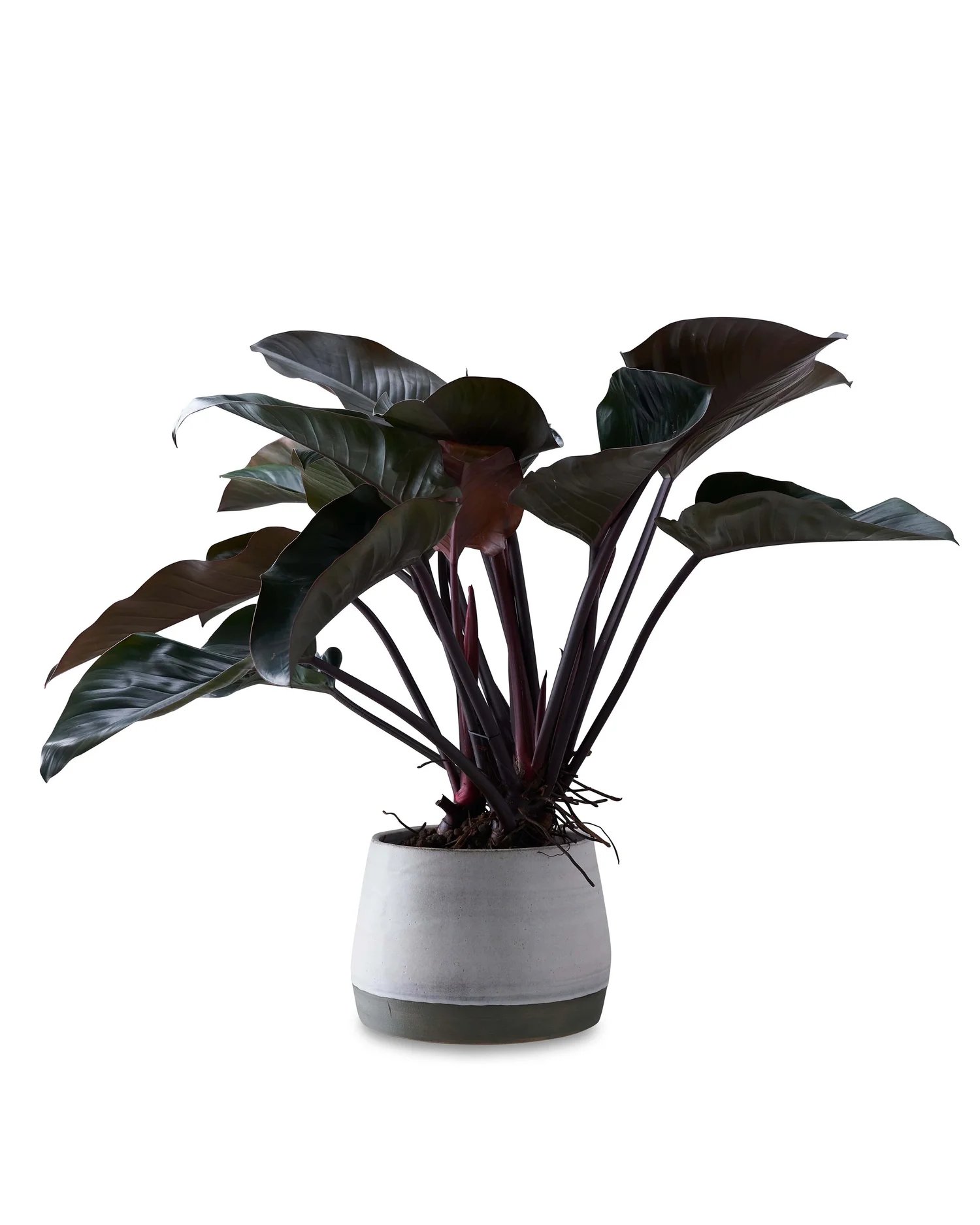 philodendron petiole Philodendron serpens main image 0
