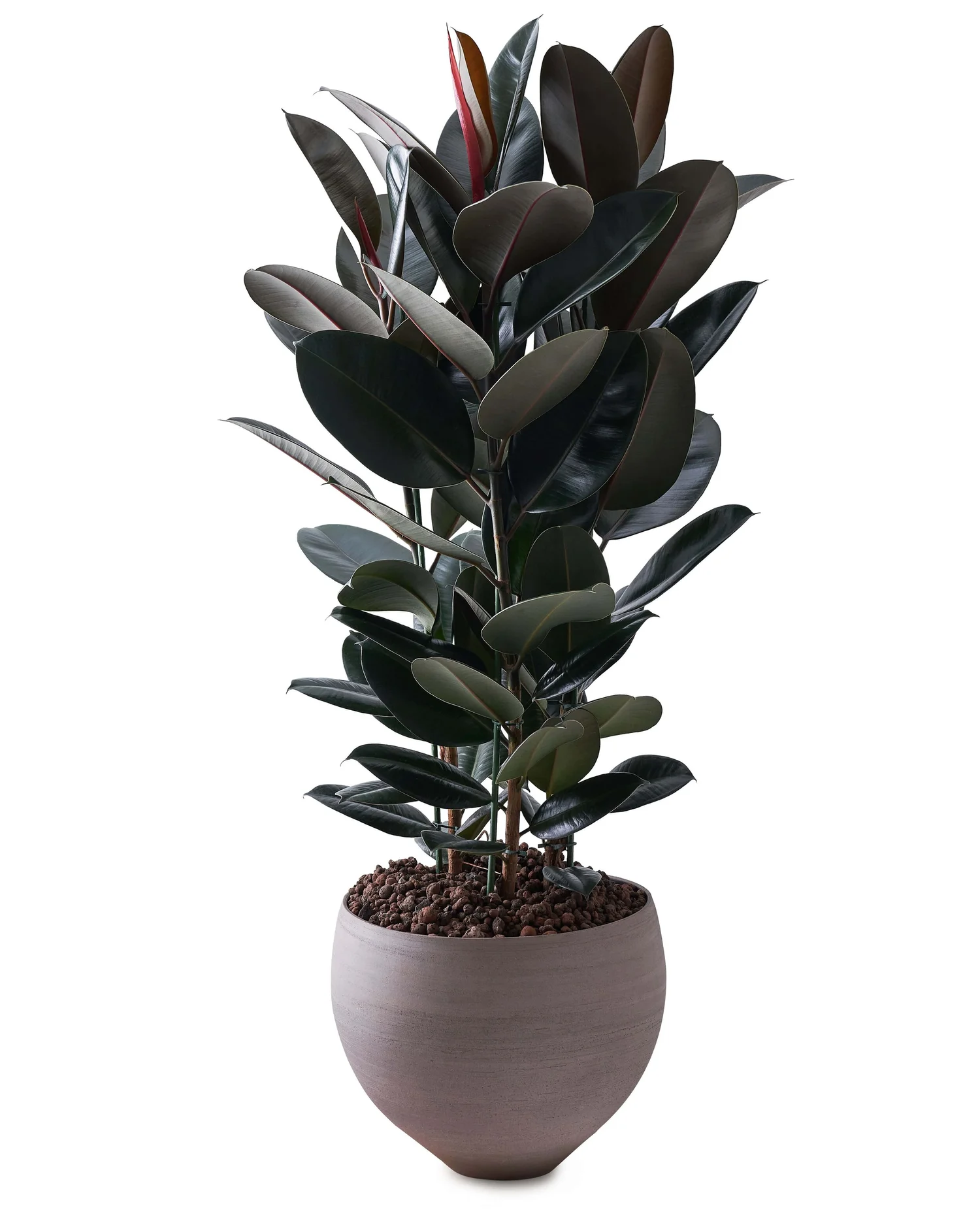 A T E R R E  Ficus elastica 'abidjan' | Rubber plant | Indoor Plants  Delivered London