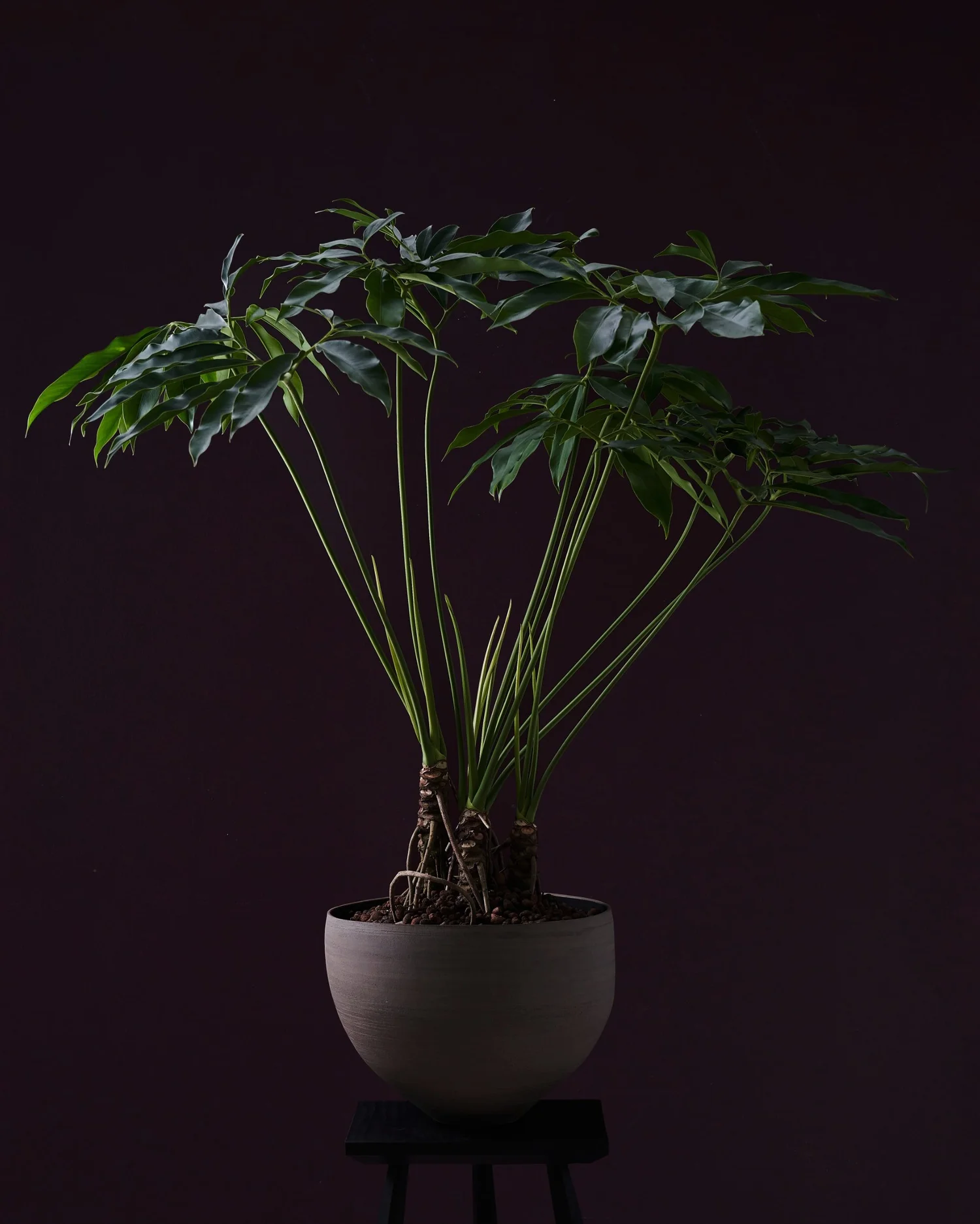 philodendron scandens 'brasil' Philodendron Scandens Brasil main image 0