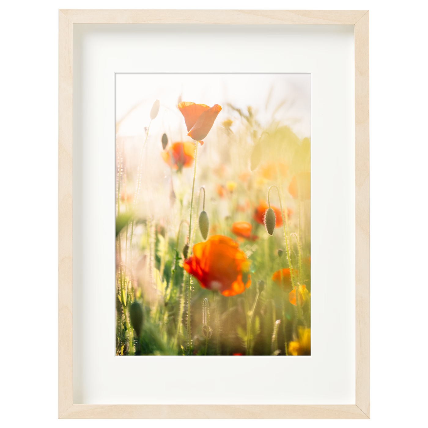Poppies III