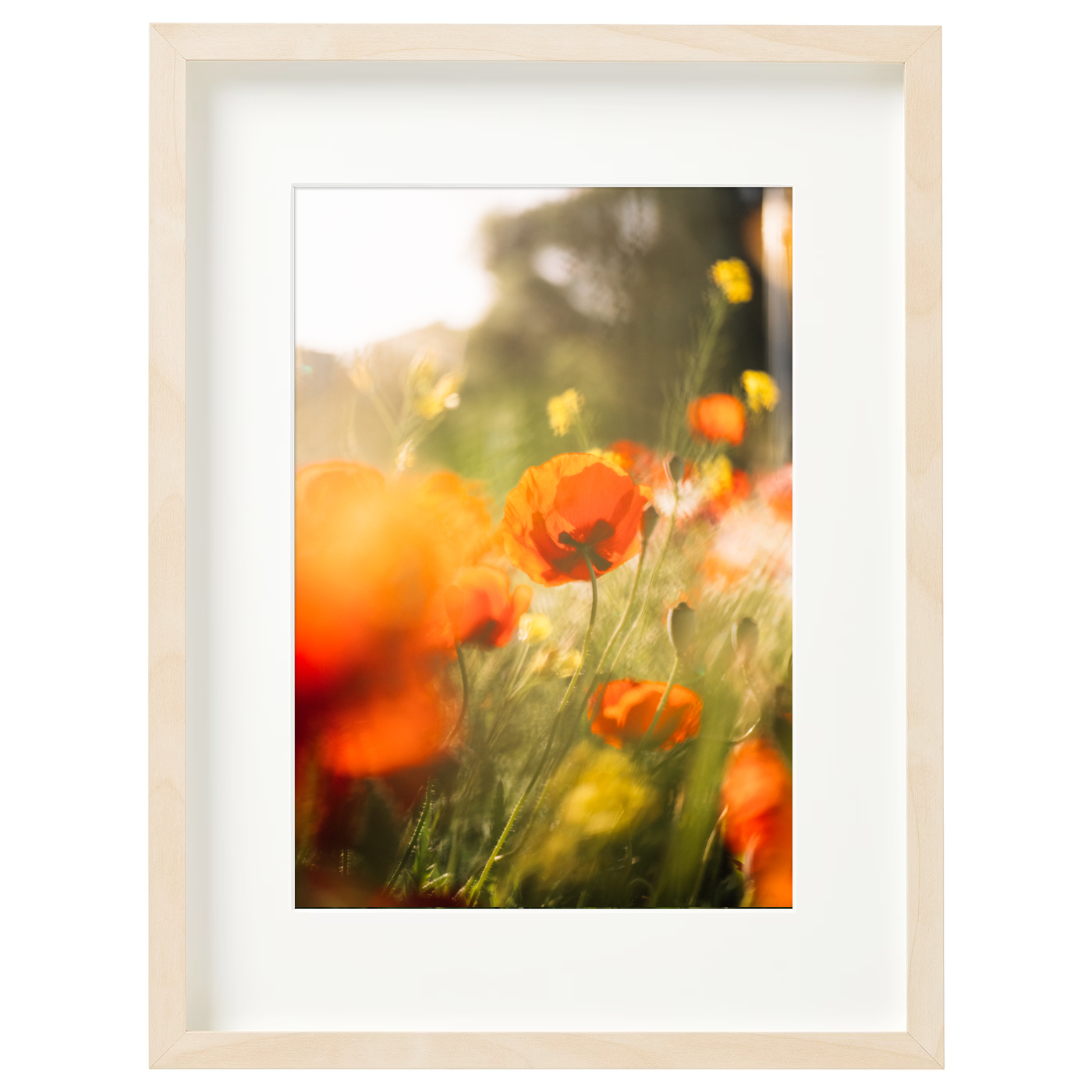 Poppies II