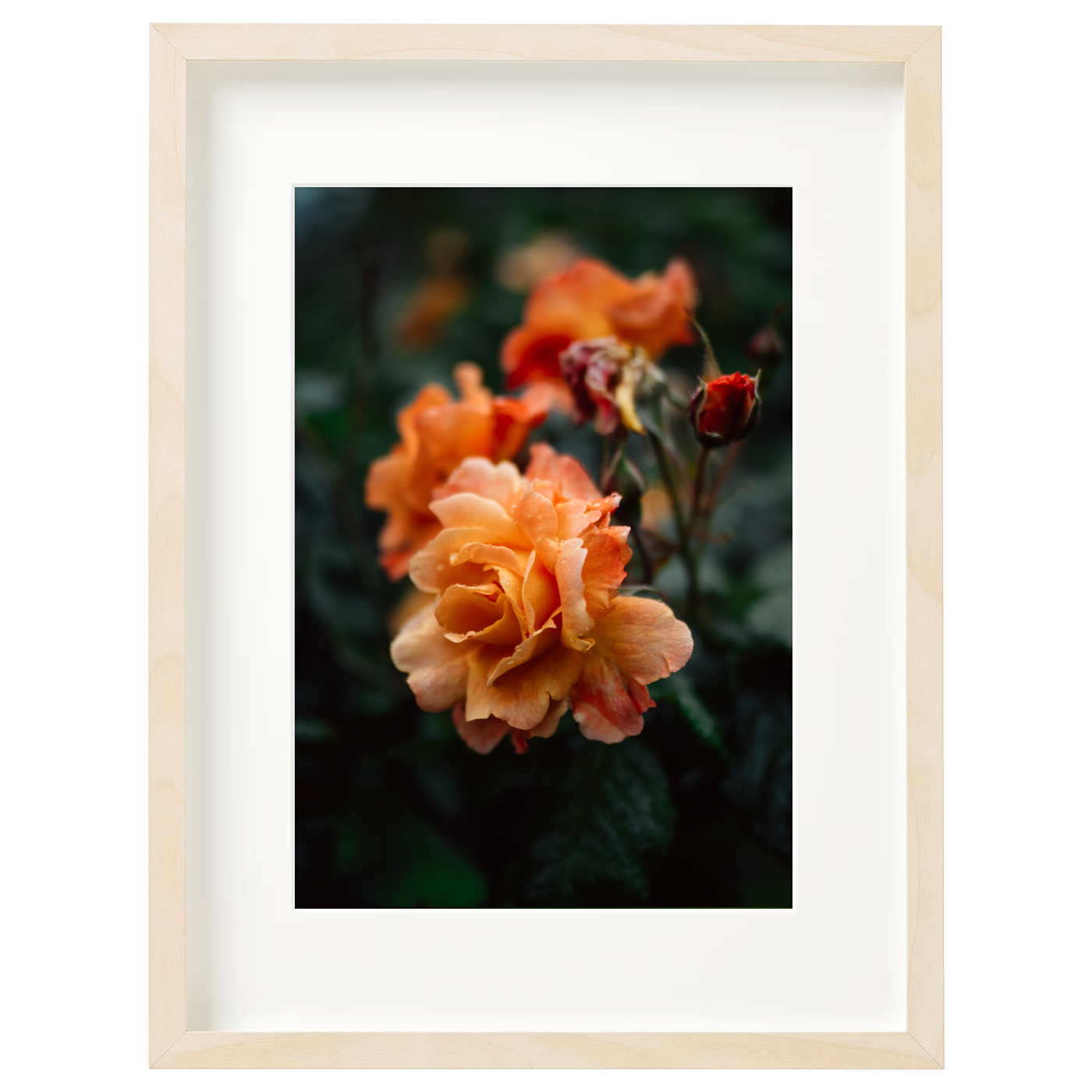 Neighbourhood rose garden I