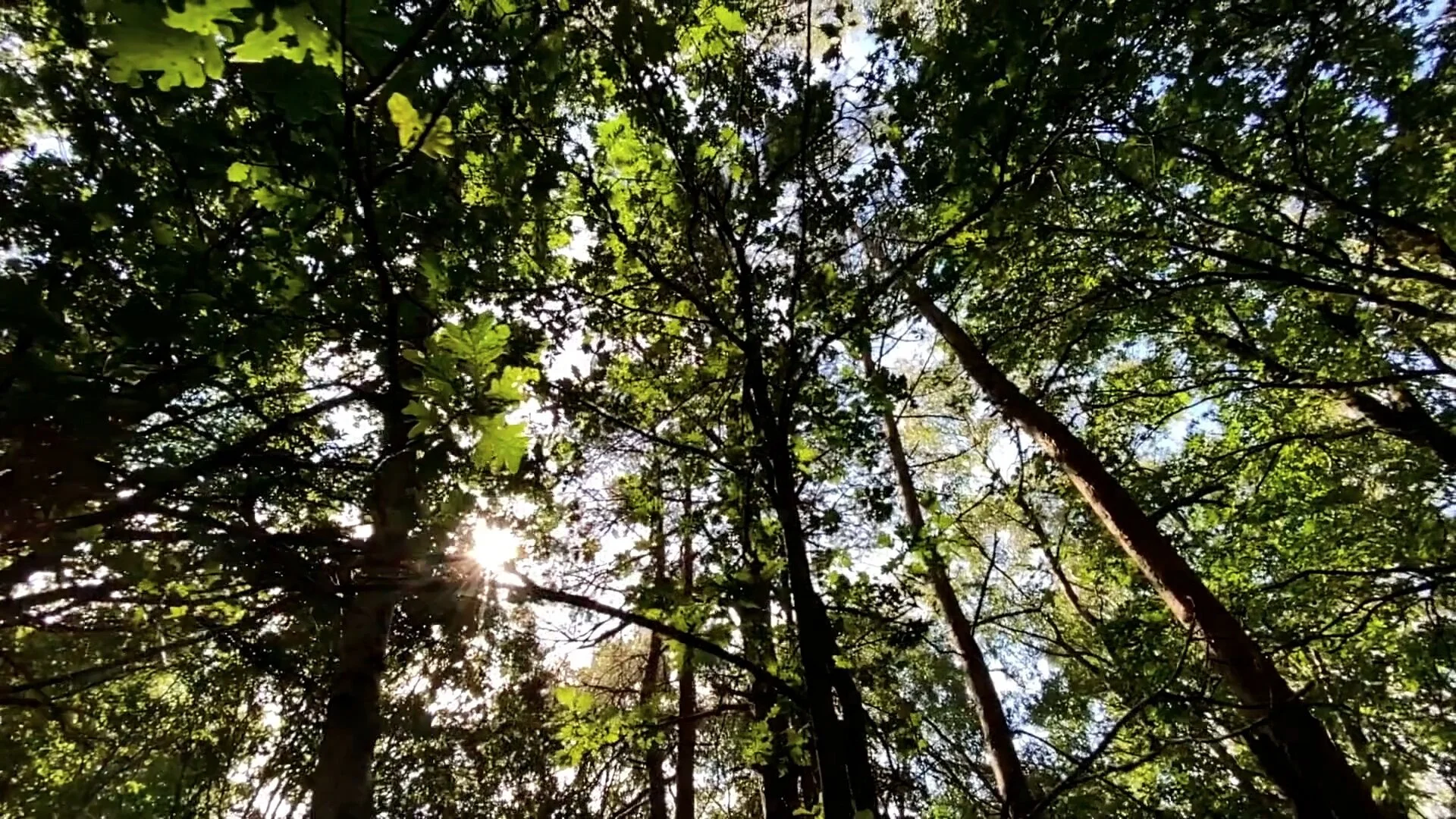 Screen Shot 2021-05-27 at 8.51.19 PM.jpg