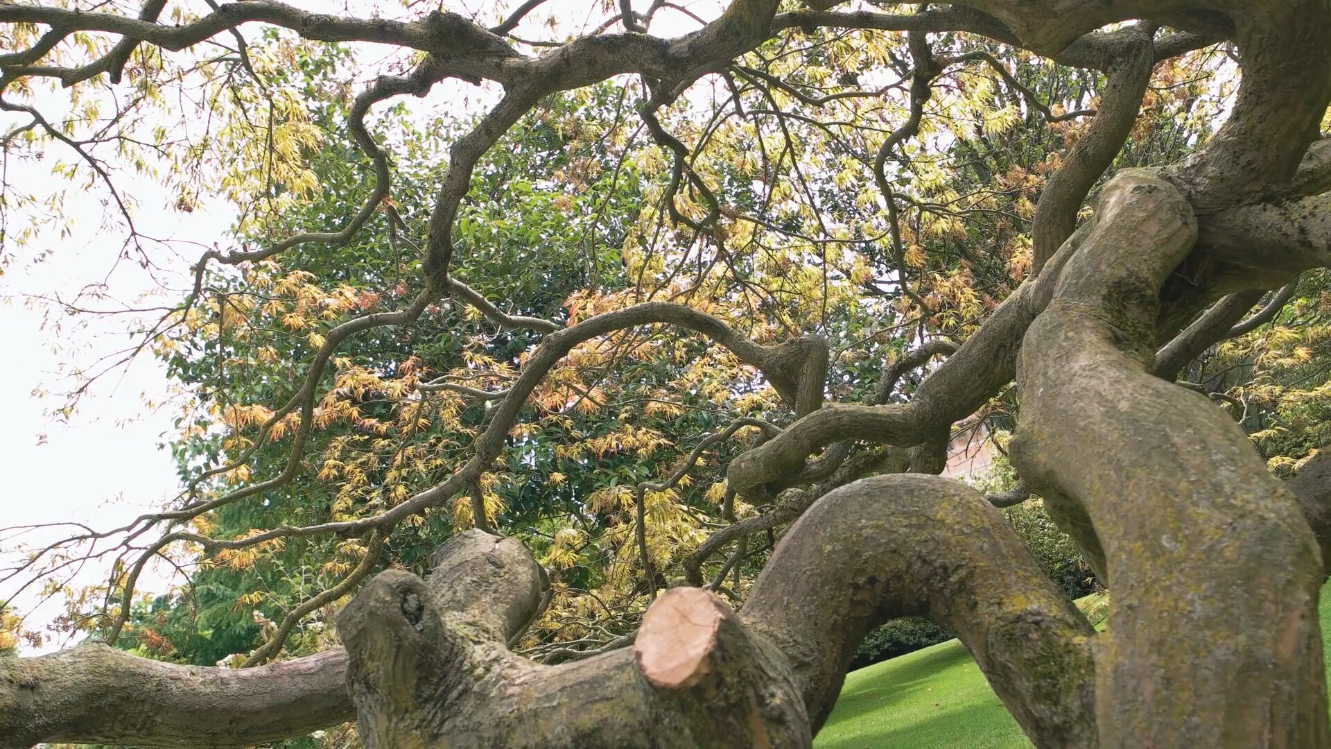 Screen Shot 2021-05-27 at 8.38.37 PM.jpg