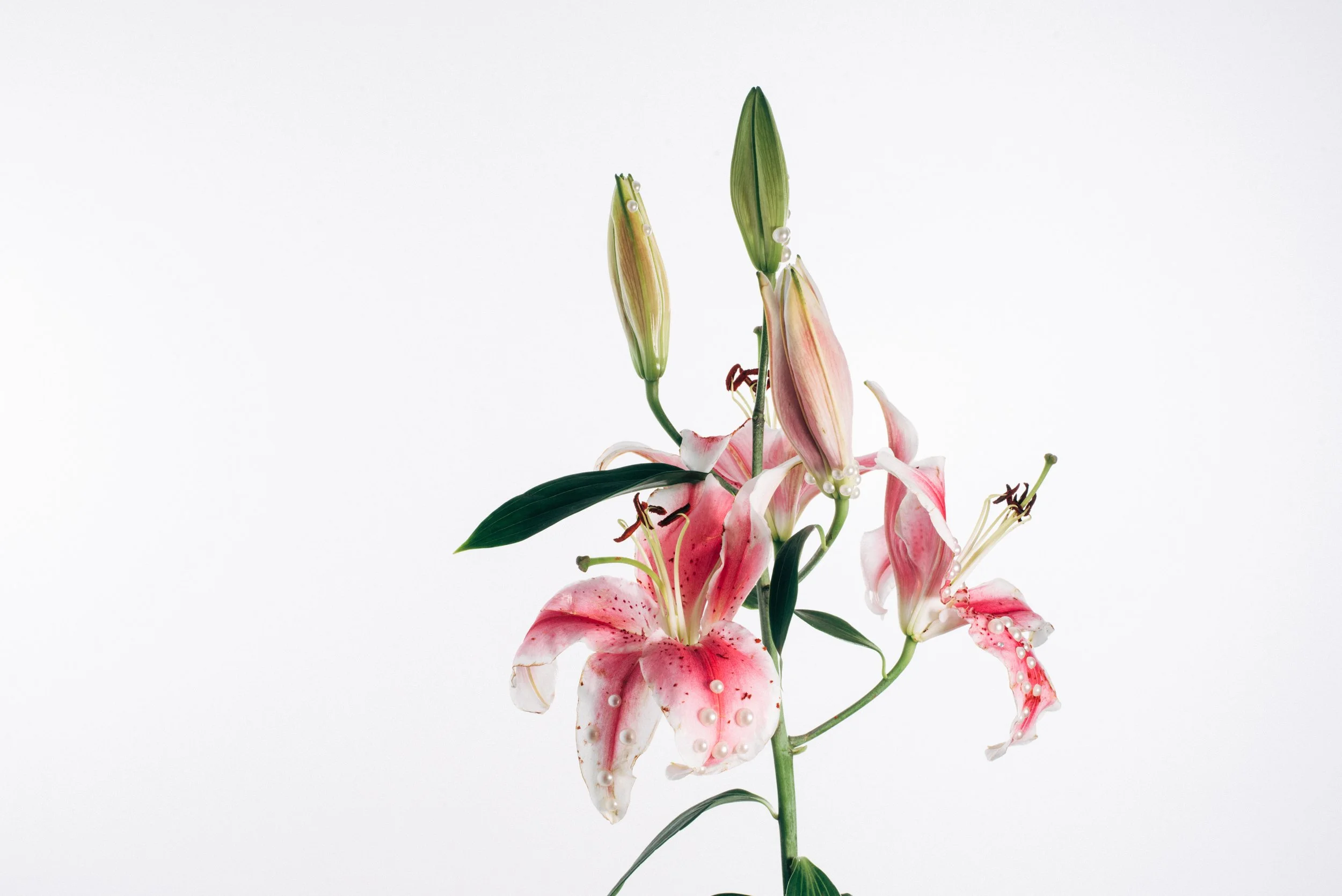 Still Life Studio