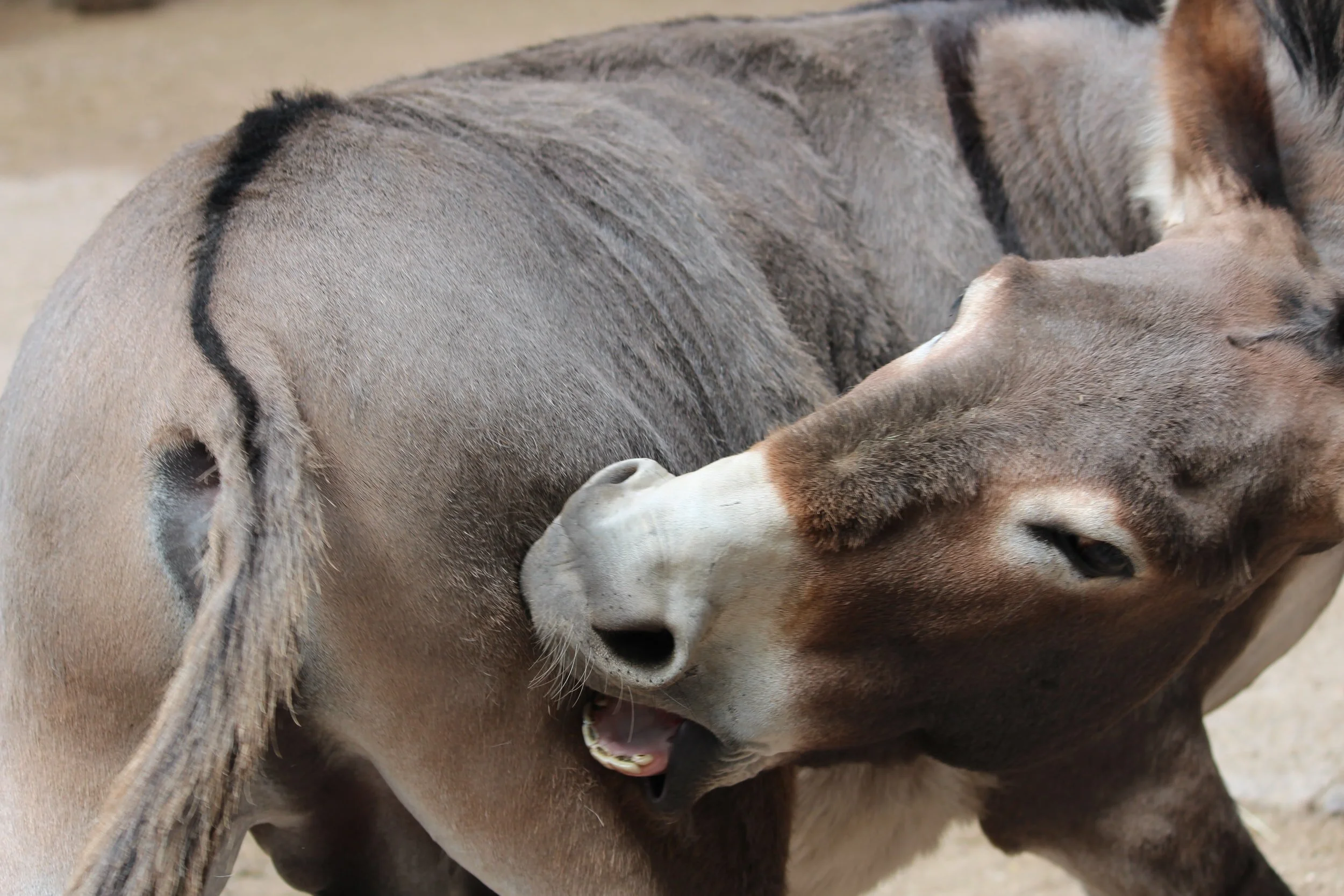 Pandemic Partnerships: 7 Treatments for “Aggravation-So-Sucks” (ASS) Rash