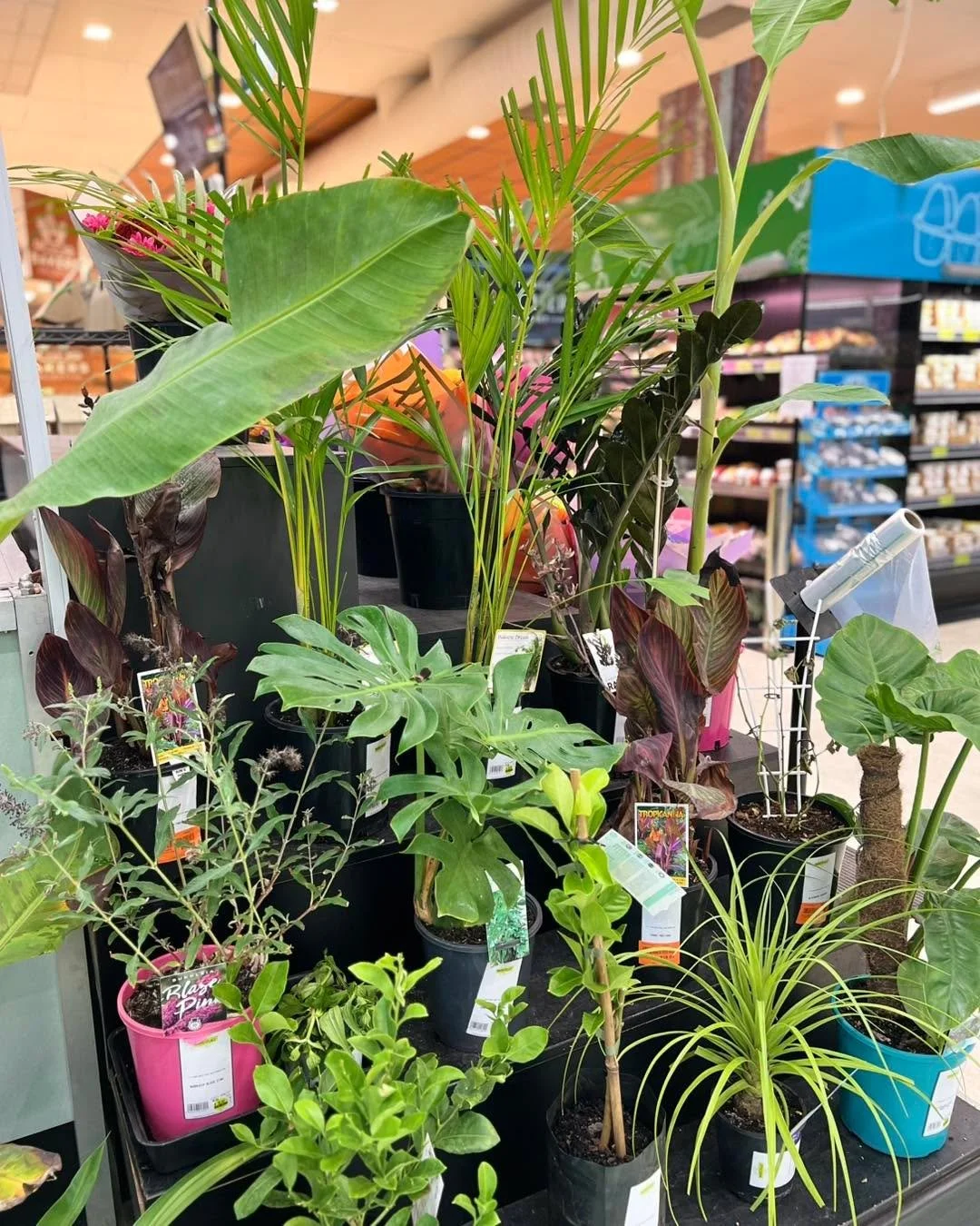 Looking to freshen up your home or garden? 

Come explore our range of plants at South Bunbury Marketplace! From vibrant flowering varieties to hardy greenery, there&rsquo;s something for every space and every plant lover.

Perfect for gifts or addin