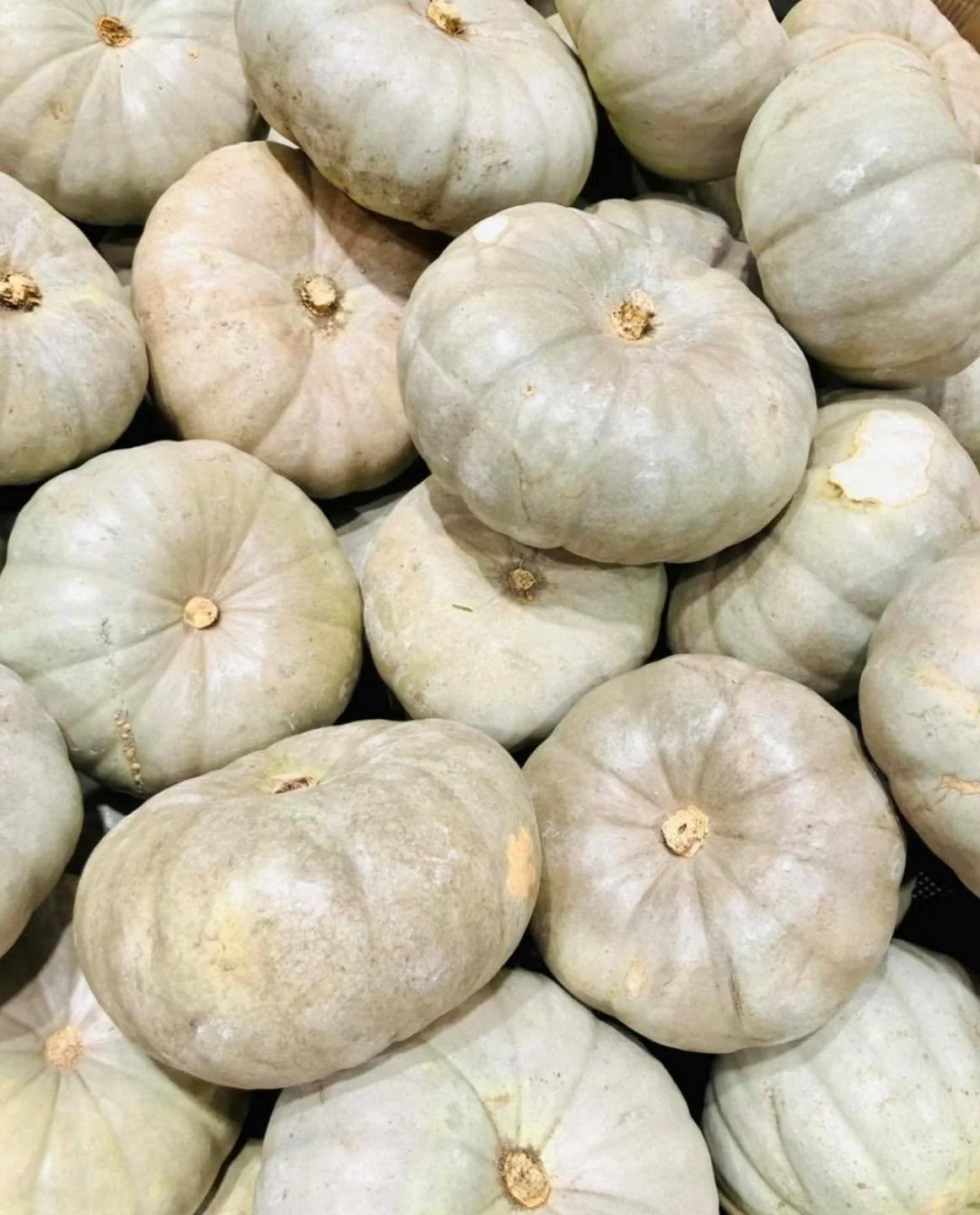 Grey Pumpkin $1.50 per kg.

#southbunburymarketplace #yourlocalmarketplace #southwestfarmfresh #smarketplace  #southbunburymarketplace