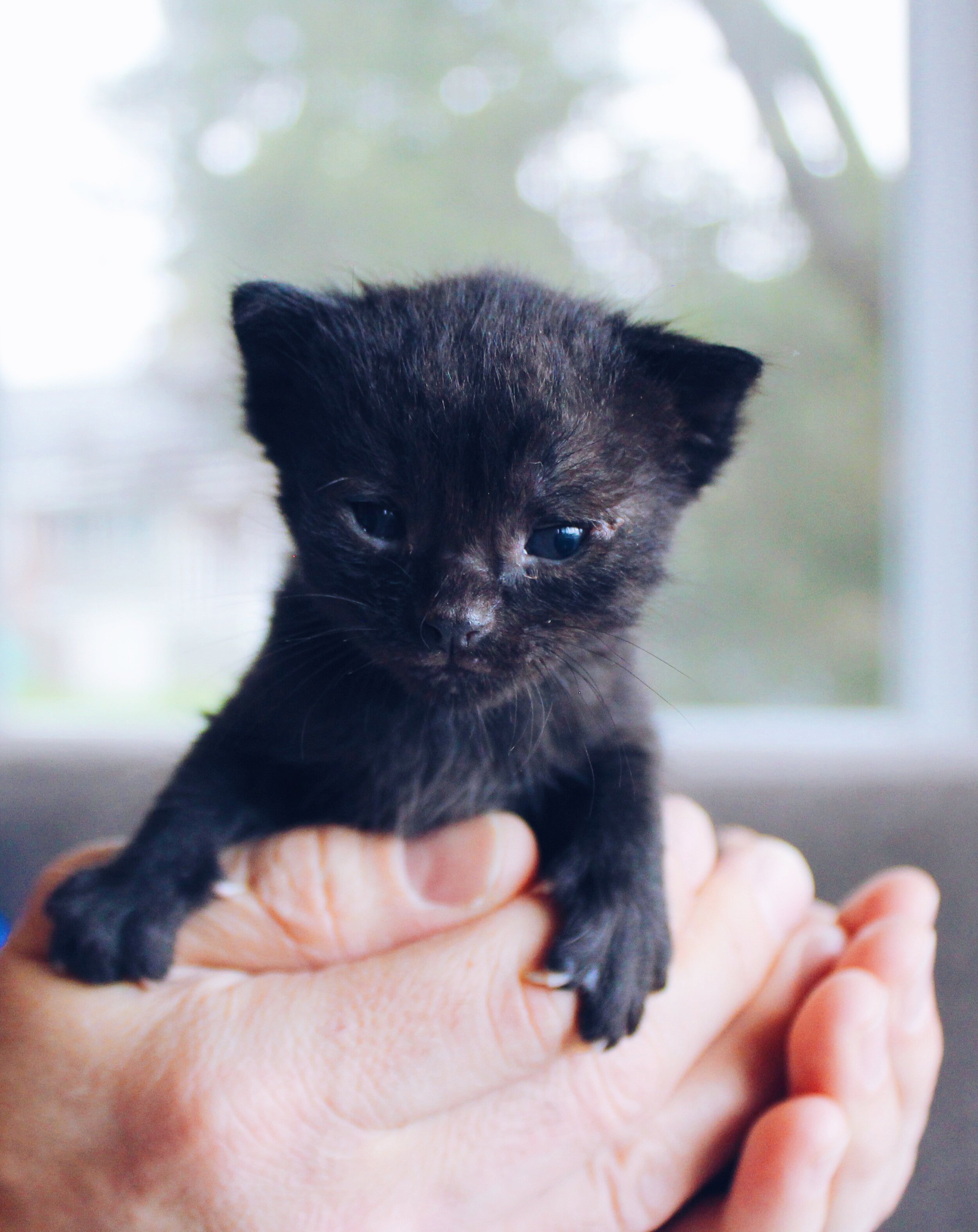 Cat Kids Rescue | Cat & Kitten Adoptions in St. Petersburg, FL