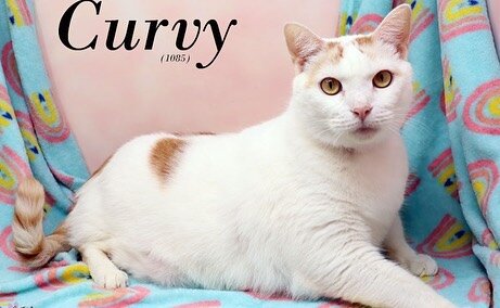 Our girl Curvy is a whopping 26 pounds! #fatcat #adoptdontshop