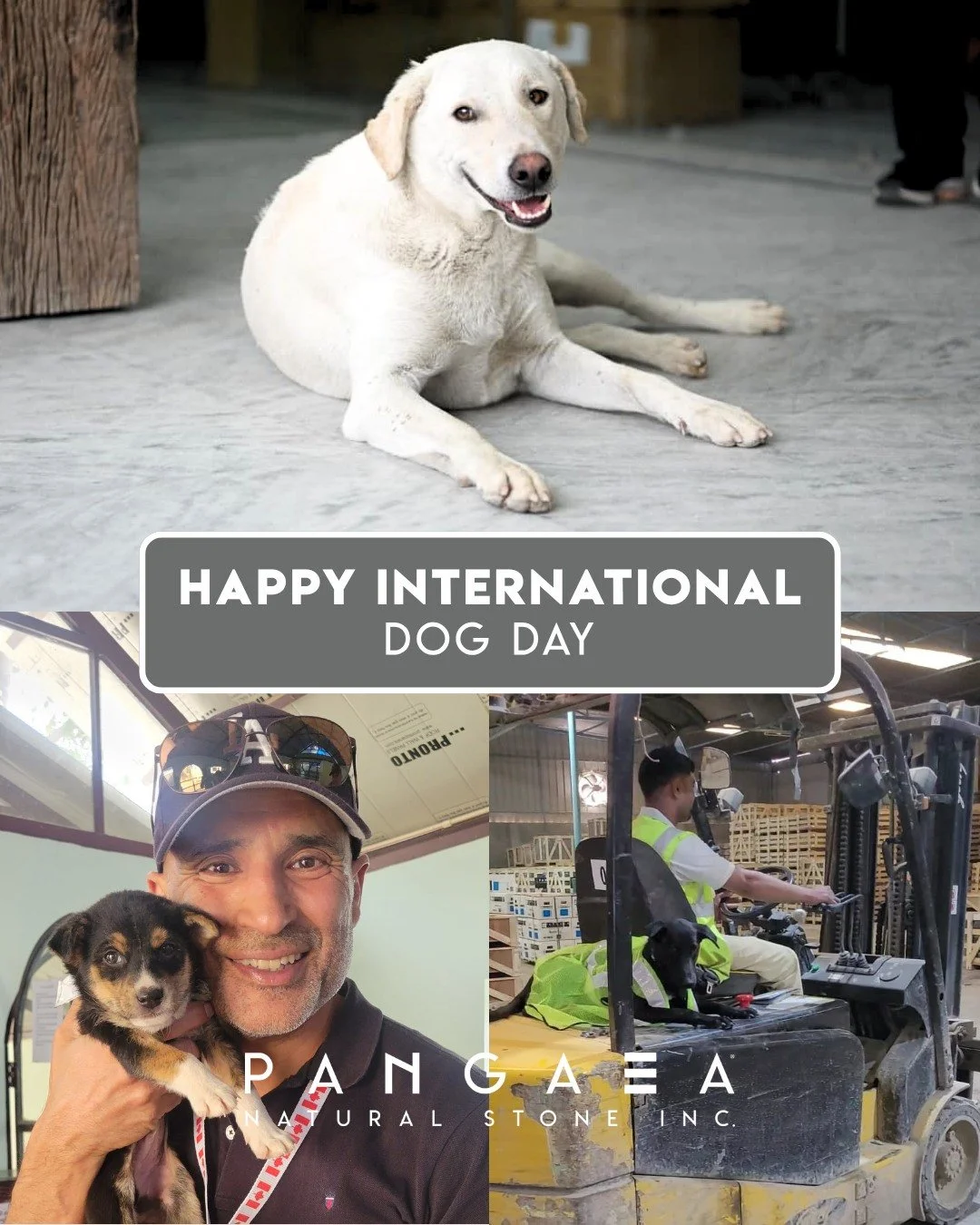 Happy International Dog Day from a few of the four-legged members of the Pangaea&reg; family!

At our facility in Jaipur, caring for our community extends beyond the people who work alongside us. Our rescue dogs have become part of daily life, findin