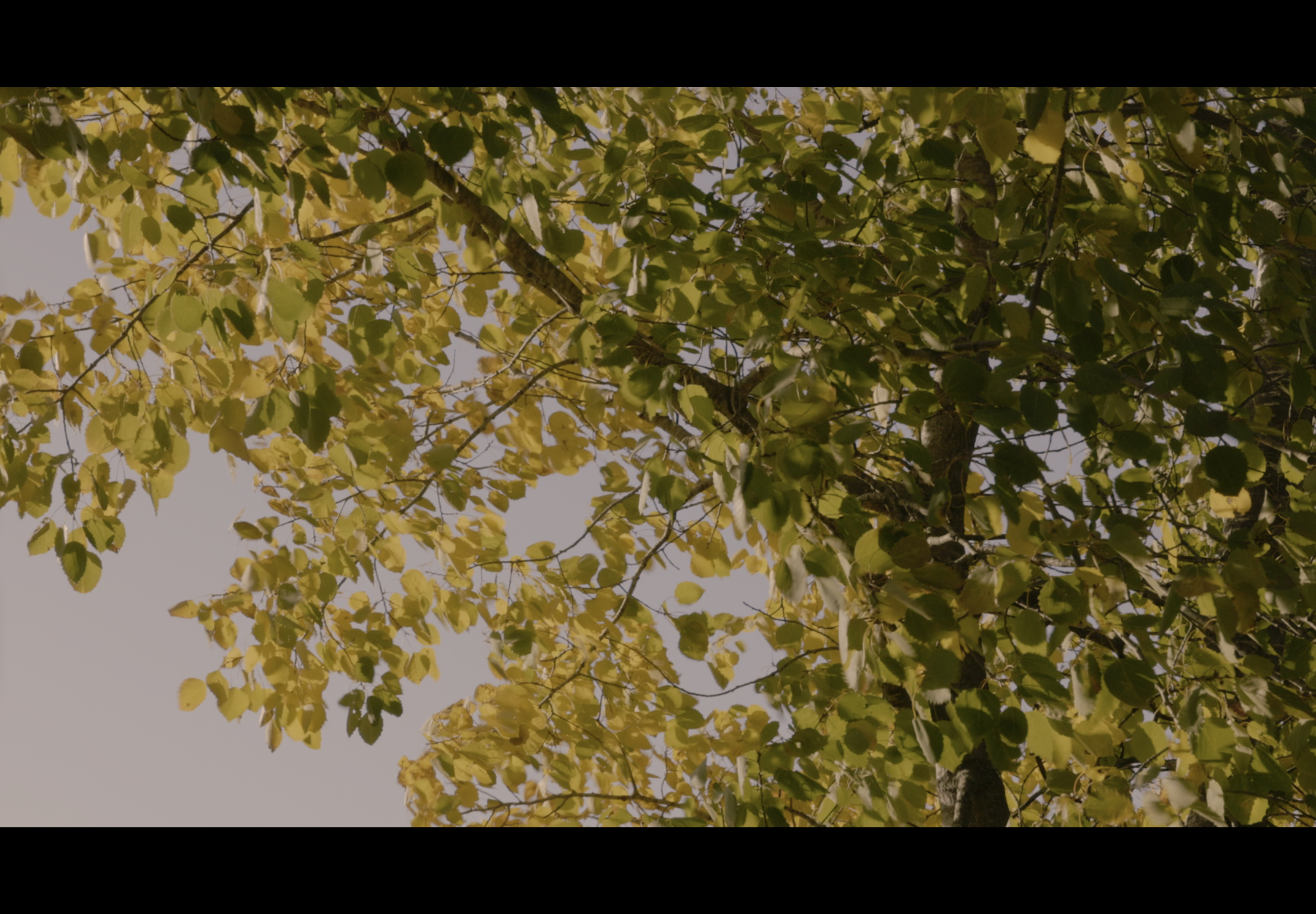 Midwest fall