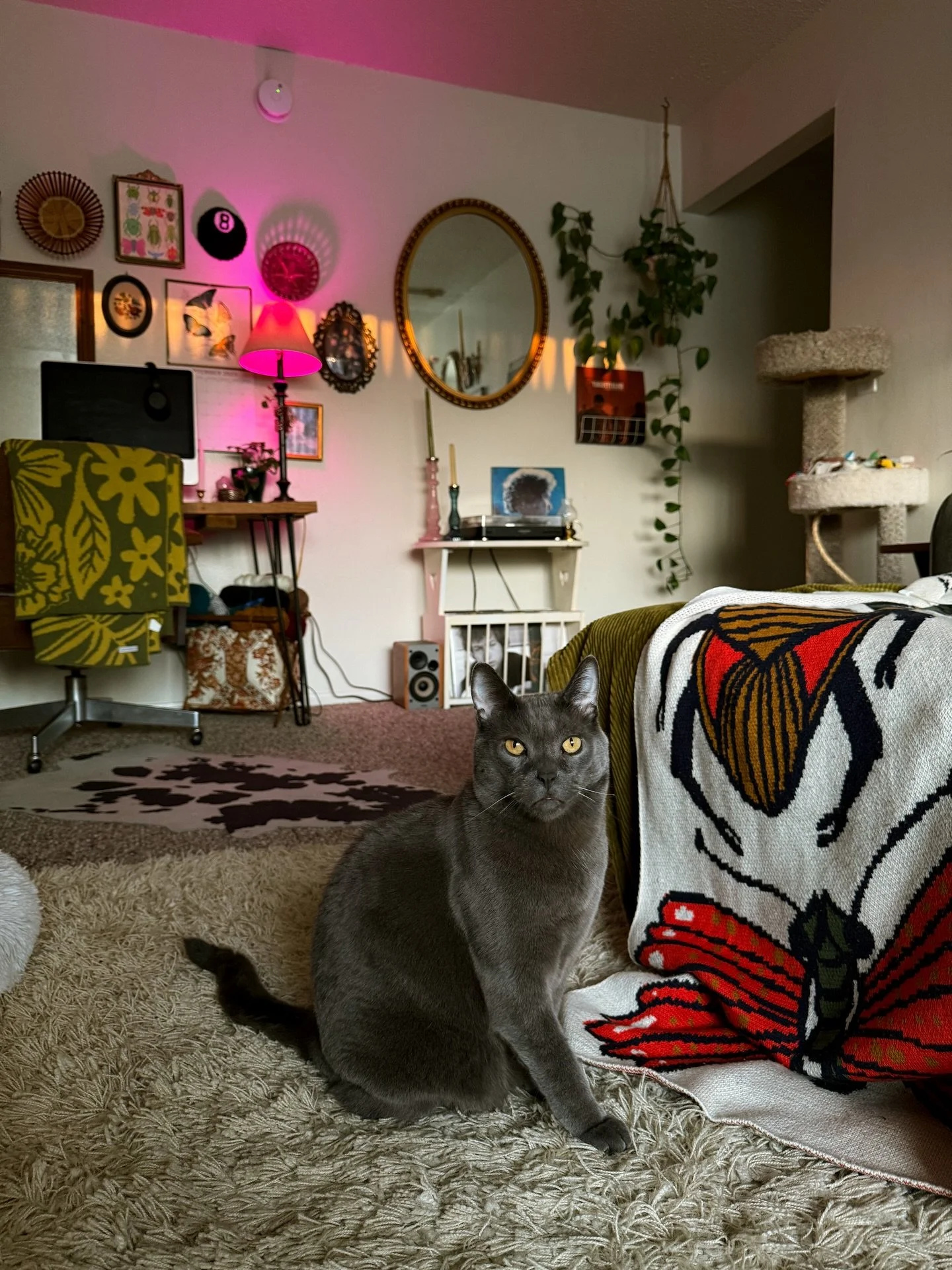 they should let you post more than 20 pictures if it&rsquo;s your cats birthday

my best friend &amp; soulmate is NINE years old today 🎂🖤
I had always dreamed about the day I would have Winston. there&rsquo;s no doubt he was made for me, he was bor