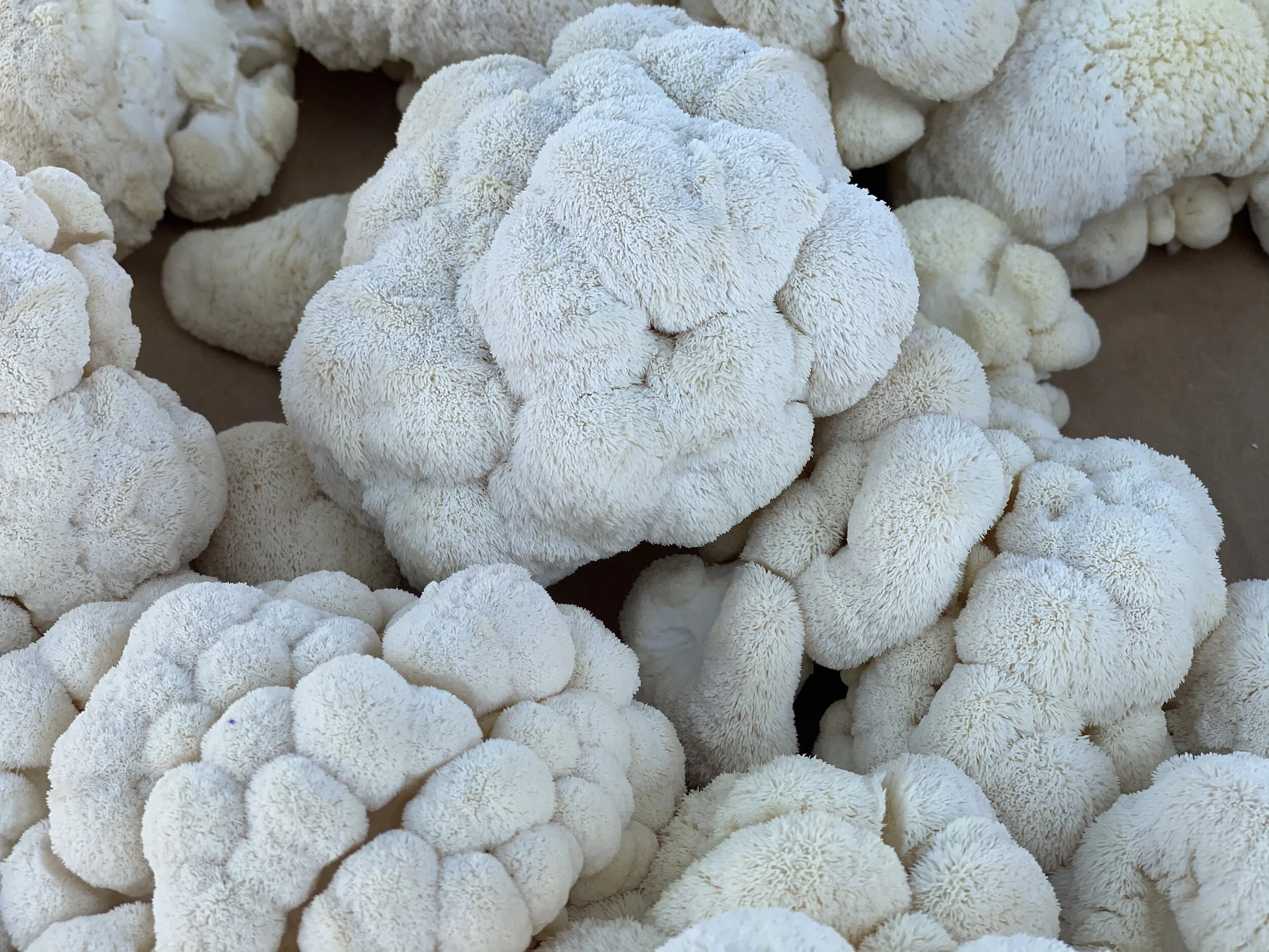 089ACDF6-E62F-4D63-B463-09983C1E98DF